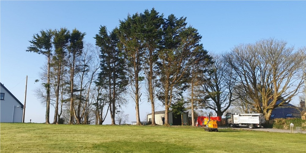 P J Services, Sligo uses a cherry picker (MEWP) to perform sectional dismantling of trees in order to safely remove trees